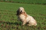 PTIT BASSET GRIFFON V.  026